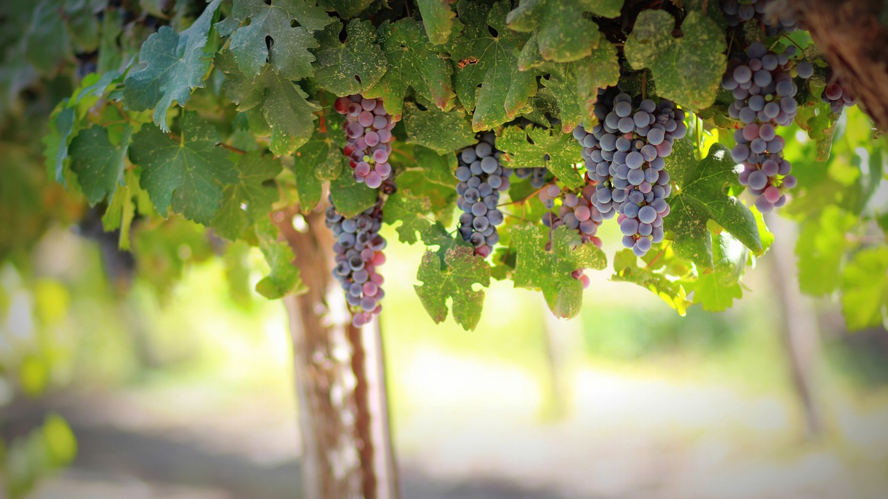 The Future of Agricultural Technology Innovations